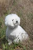 BICHON FRISE 290